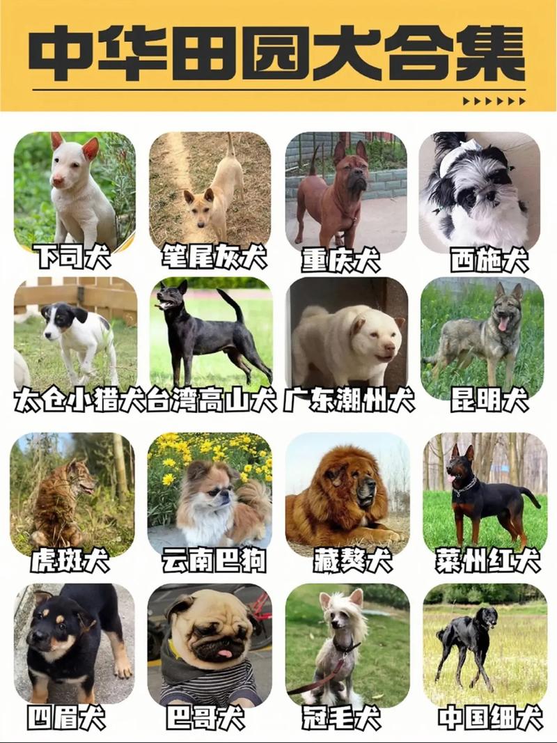 中国土狗vs国外狗狗