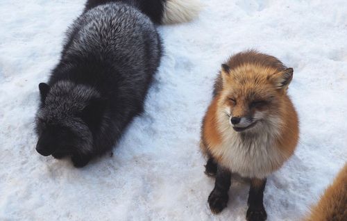 野狐vs日本视频
